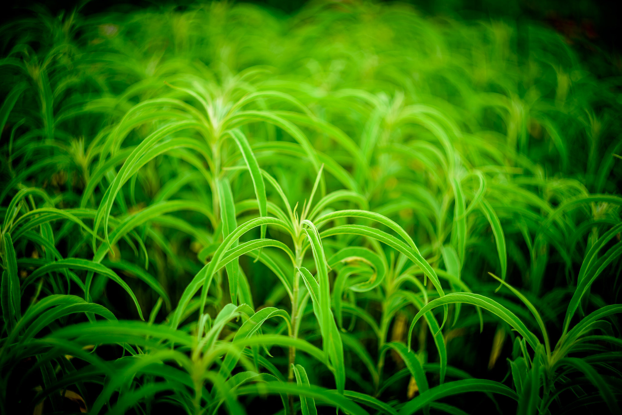 Grass - This shot really illustrates how things get Bokeh’d out at f/2. There’s a patch in the front/middle that’s somewhat sharp and in focus, but quickly things go swirly right behind it. Again, vignetting at the corners.