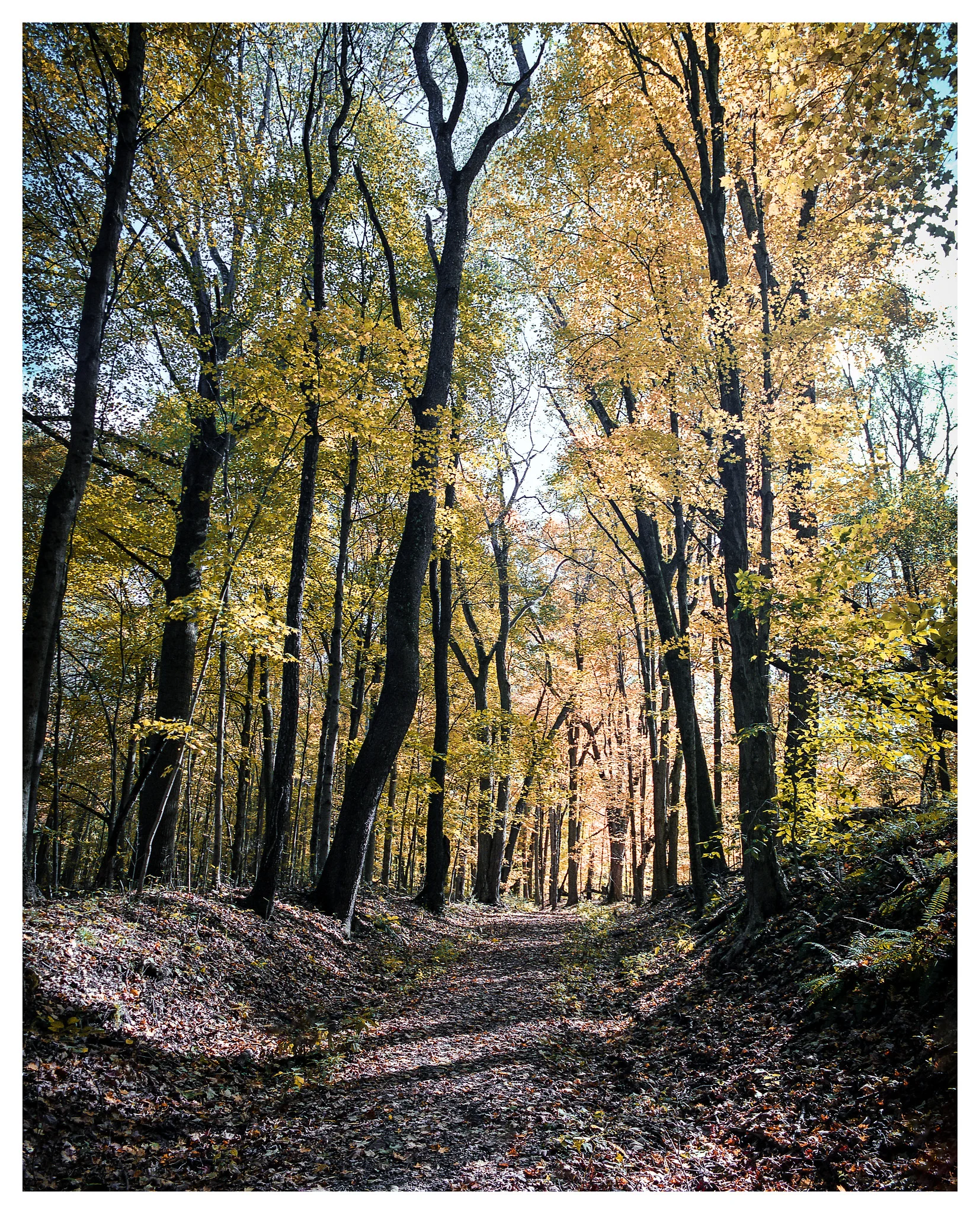 I can’t remember the name of this trail, but it was an old access road that at one time ran up to a farm on a ridge. It was wide, hilly, and extremely scenic. Mamiya 645 with Ektar film.