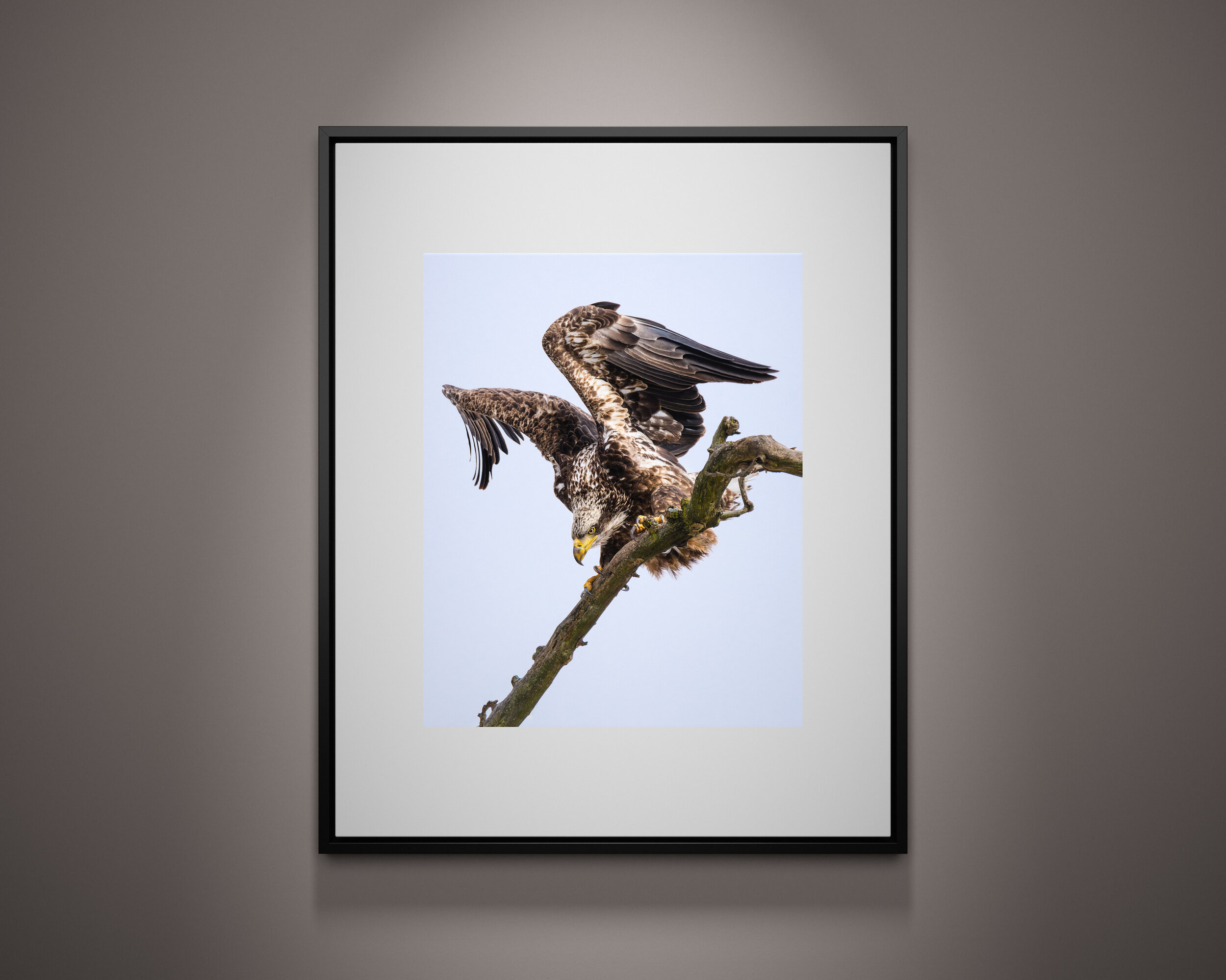 4x5 Frame - Nick Carver Collection - Eagle.jpg