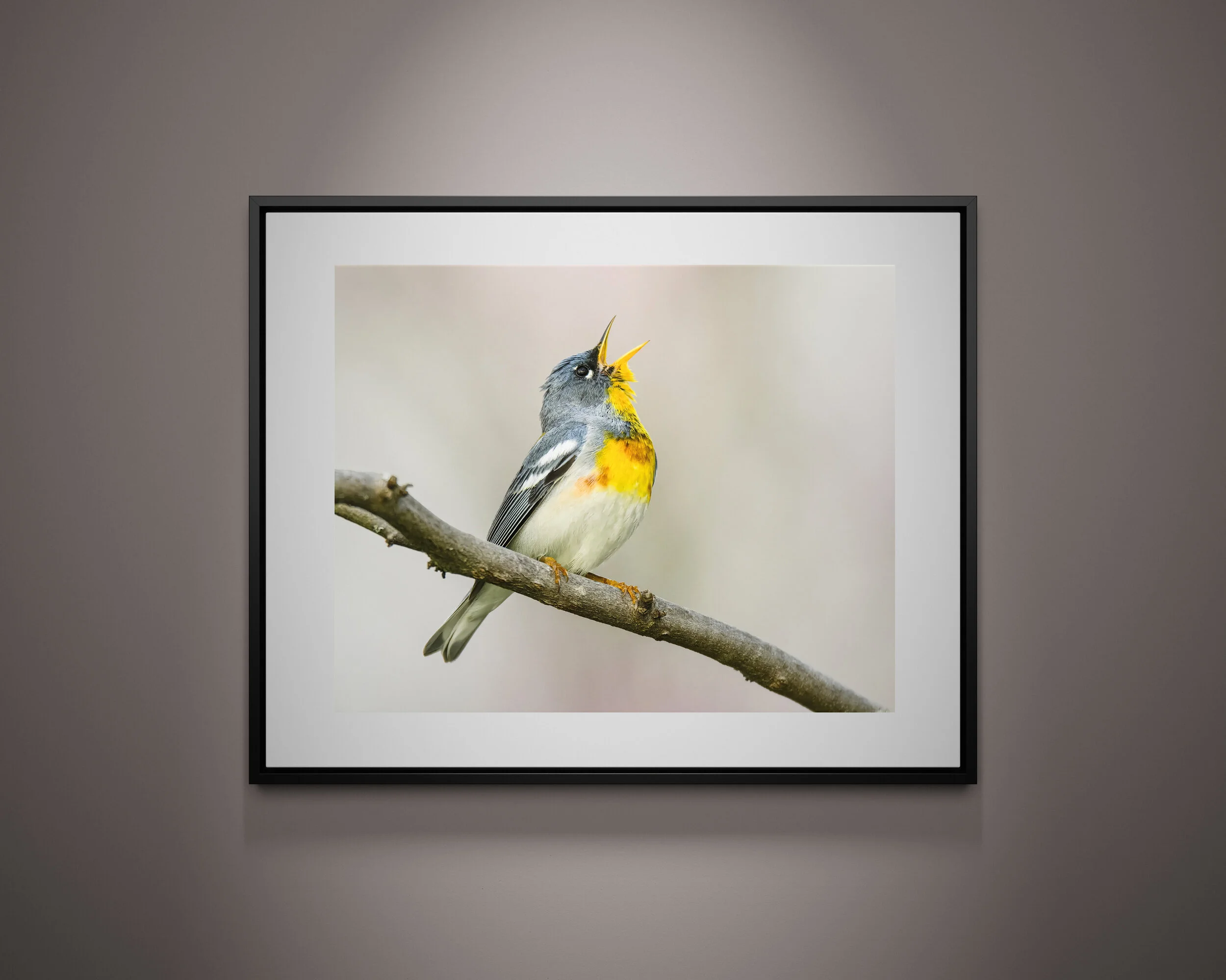 5x4 Frame - Nick Carver Collection - Northern Parula.jpg