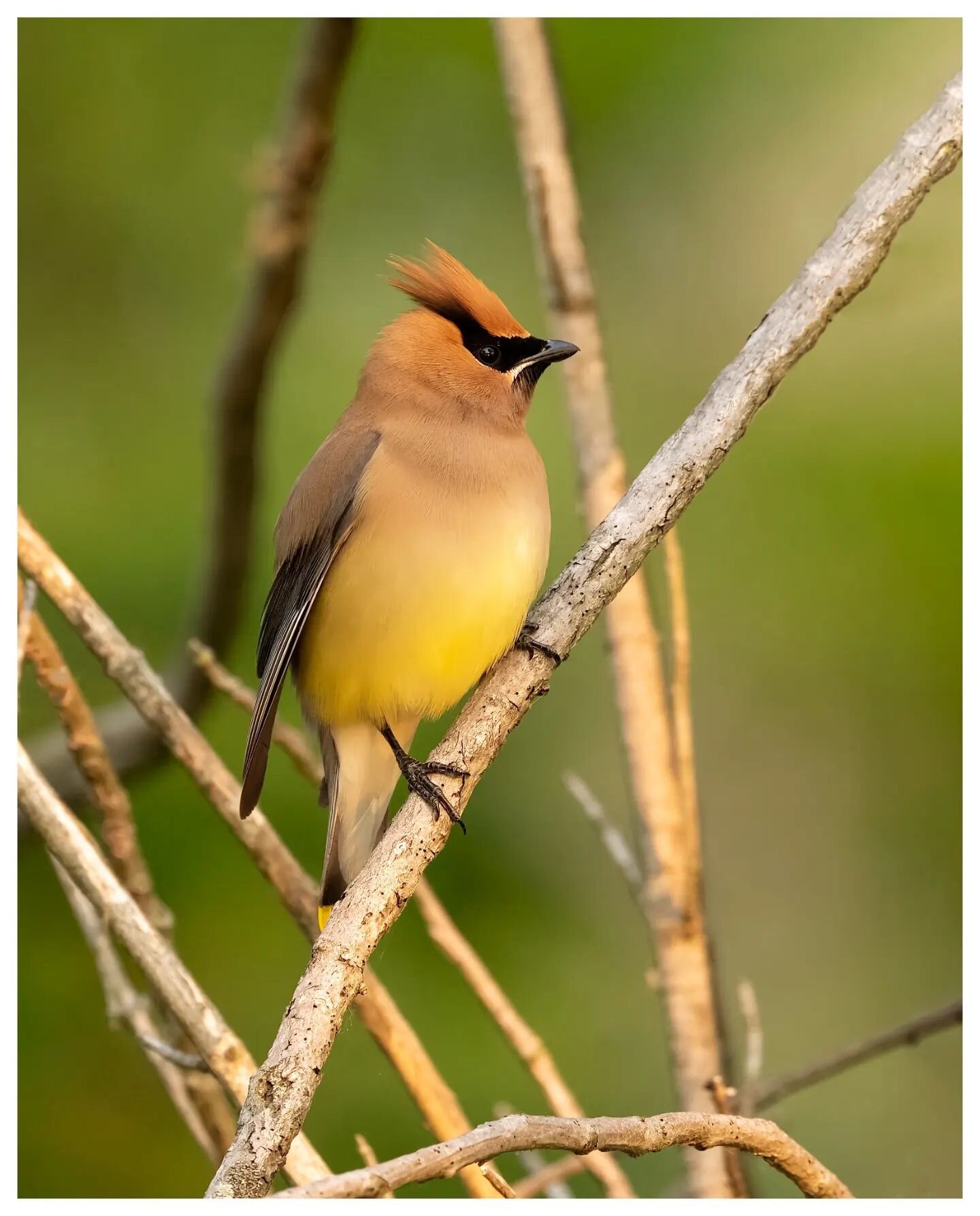 Cedar Waxwing - one of my favorite birds, the Cedar Waxwing's black eye surround makes him look like a dapper robber about to pull off a train heist. This one posed nicely for me yesterday morning as the golden light of dawn lit up the scene. #cedarw