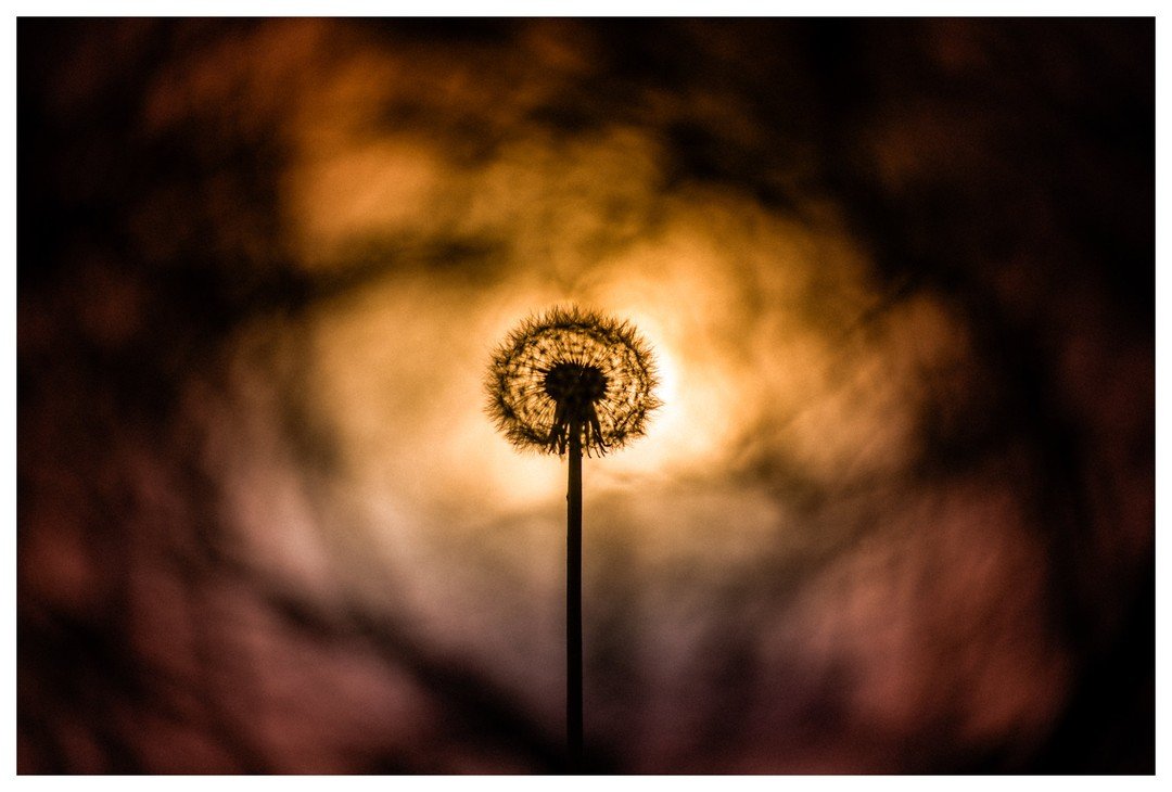 The Lion of Spring
.
.
.
.
Lensbaby+Dandelion+Japanese Maple+Sun=Something Different. Image created in my front yard in the early evening sunlight. For me, the Dandelions signal that Spring is officially here.......now quit messing around with the ca