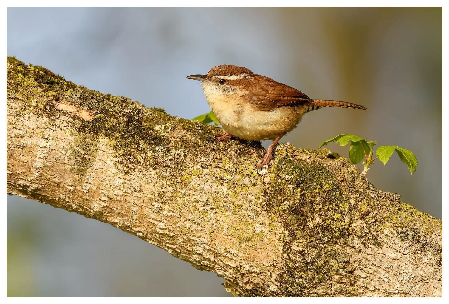 20lbs of Attitude in a 0.71 Ounce Sack
.
.
.
.
One of my favorite birds, the Carolina Wren packs a lot of attitude in a small package.As the name suggests, they aren't really native to Ohio, and can act as a barometer for weather. Not being as resili