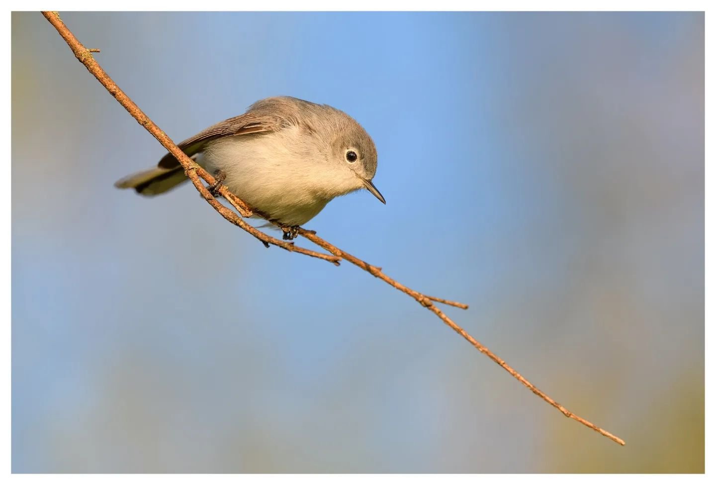 Blue Grey Gnatcatcher 
.
.
.
.
Being able to get out and photograph birds at sunrise before work is both envigorating and meditative at the same time. Spring Migration is in full swing, and the amount of Blue Grey Gnatcatchers at Spring Valley Wildli