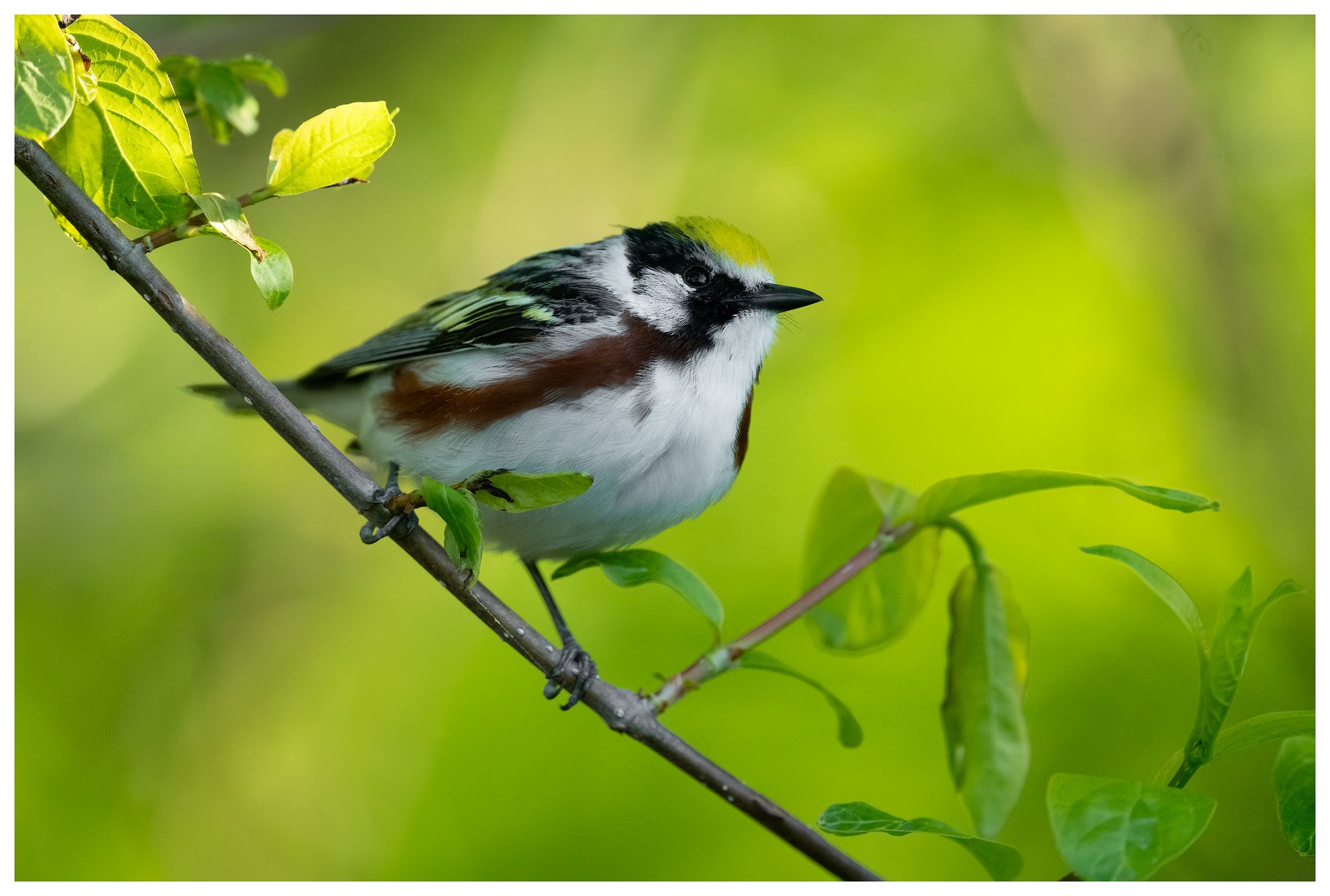 The Biggest Week in American Birding - May 2026