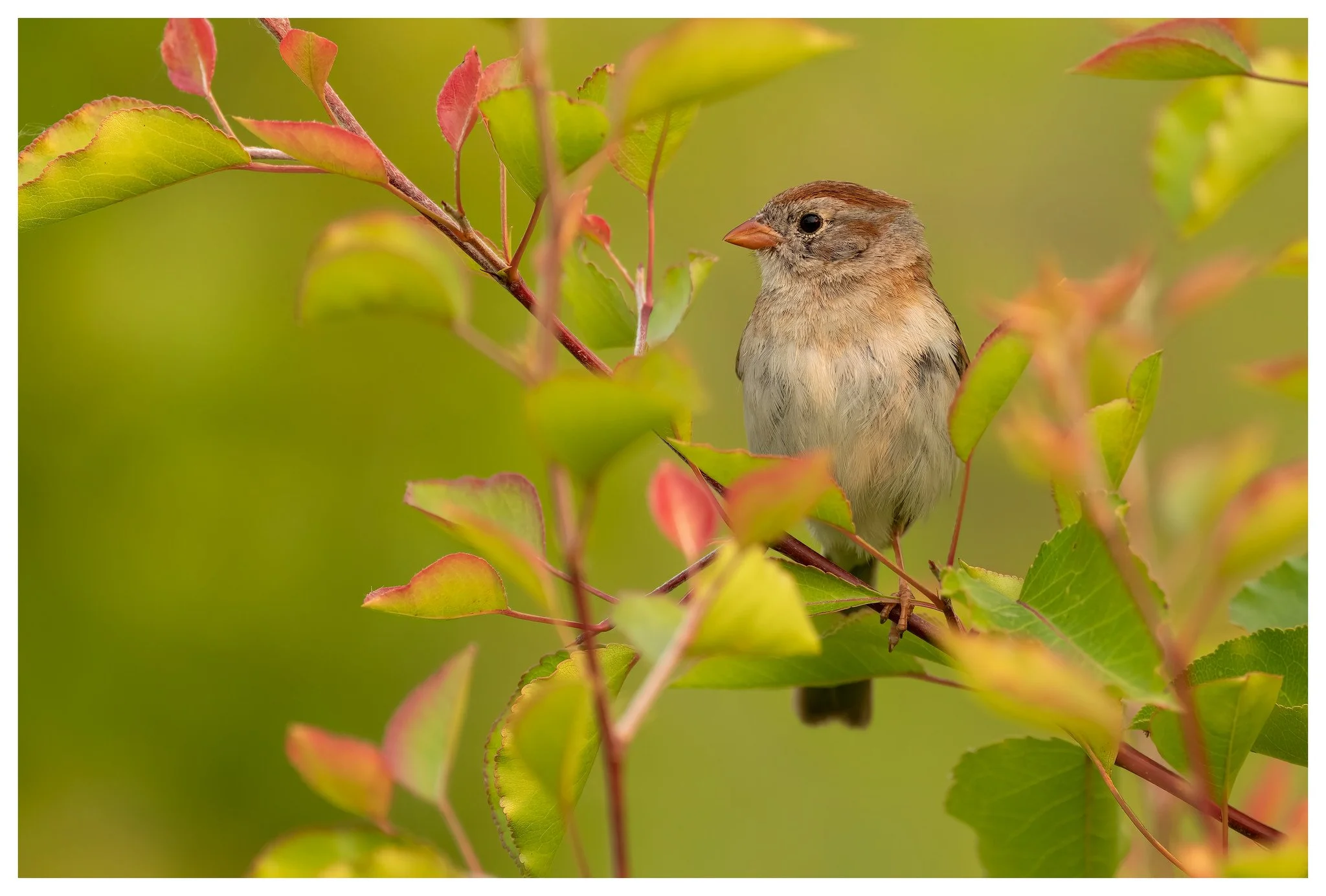 Bird Photography – Improve your technique, not your gear. Part 1 of 2 ...