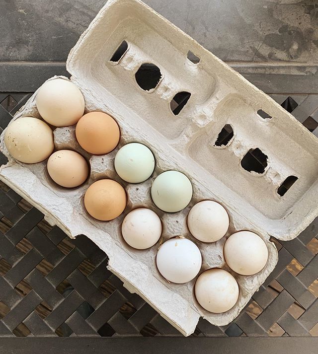 ➰GIVEAWAY➰
One of the beautiful things about having a small urban farm like @urbanquack_jc is you&rsquo;re producing some of your own food, and living a more sustainable lifestyle. Shirley gets to live that everyday with her garden and the eggs her c