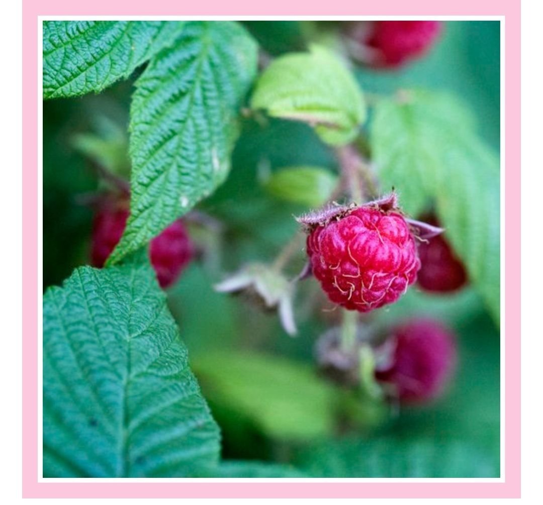 Raspberry Leaf Tea Pregnancy Fertility Rosie Loves Tea