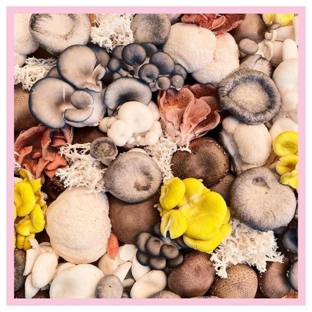 Adaptogenic Mushroom Tea Benefits Uses Rosie Loves Tea