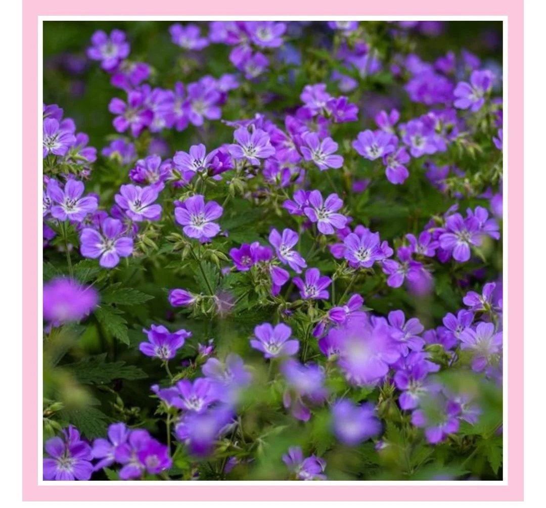 Benefits of Violet Flowers + Making Tea Rosie Loves Tea