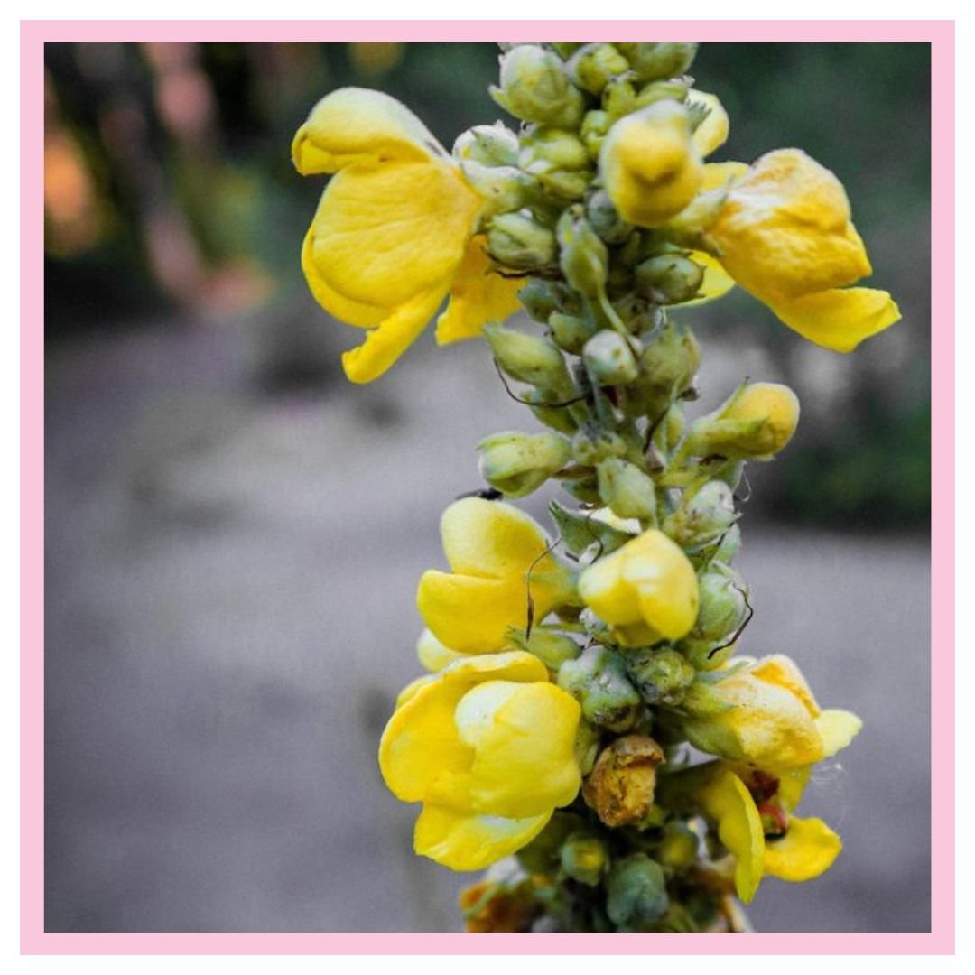 What is Mullein Tea