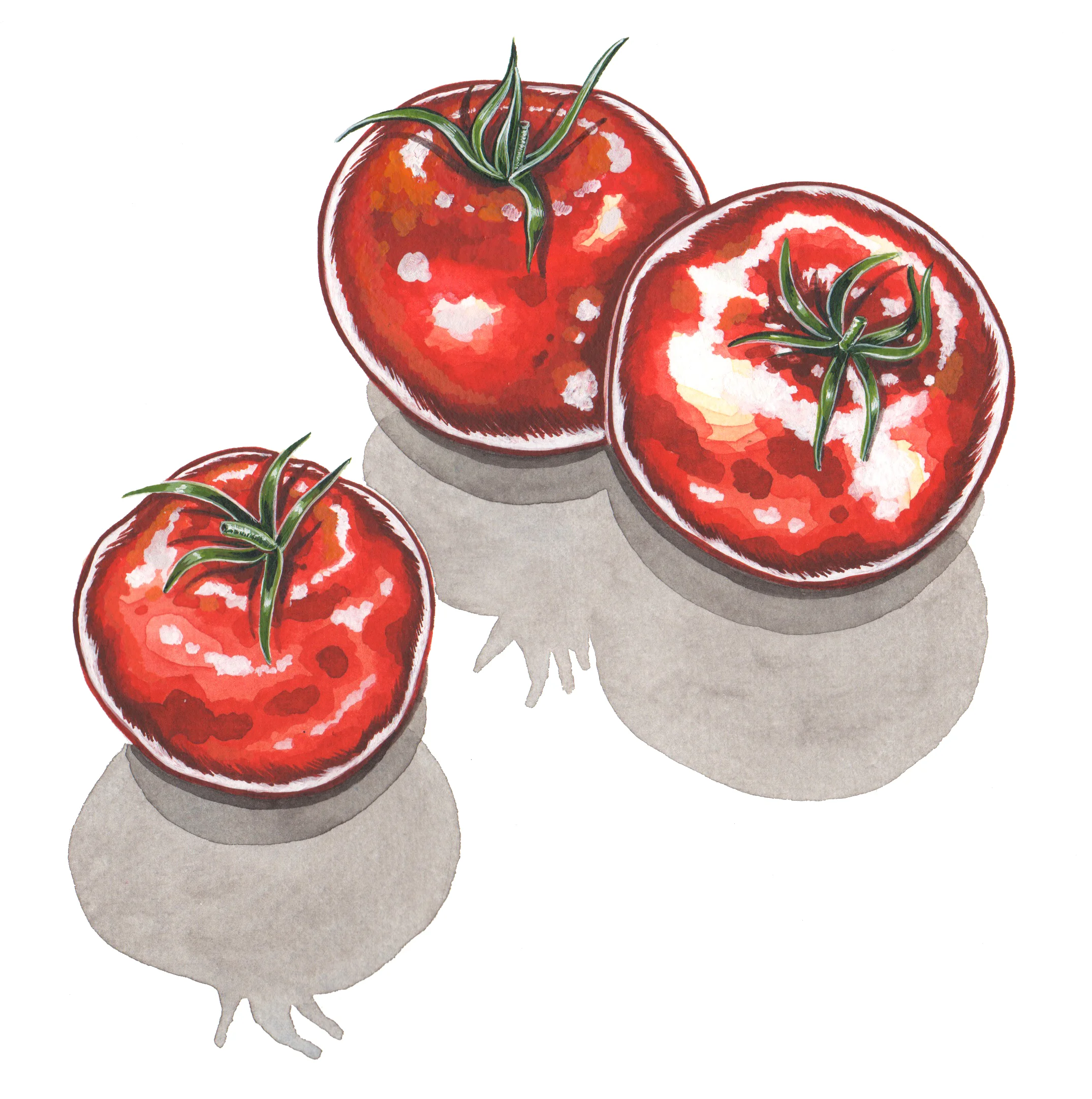STYLE TOMATOES by Lilly Louise Allen.jpg