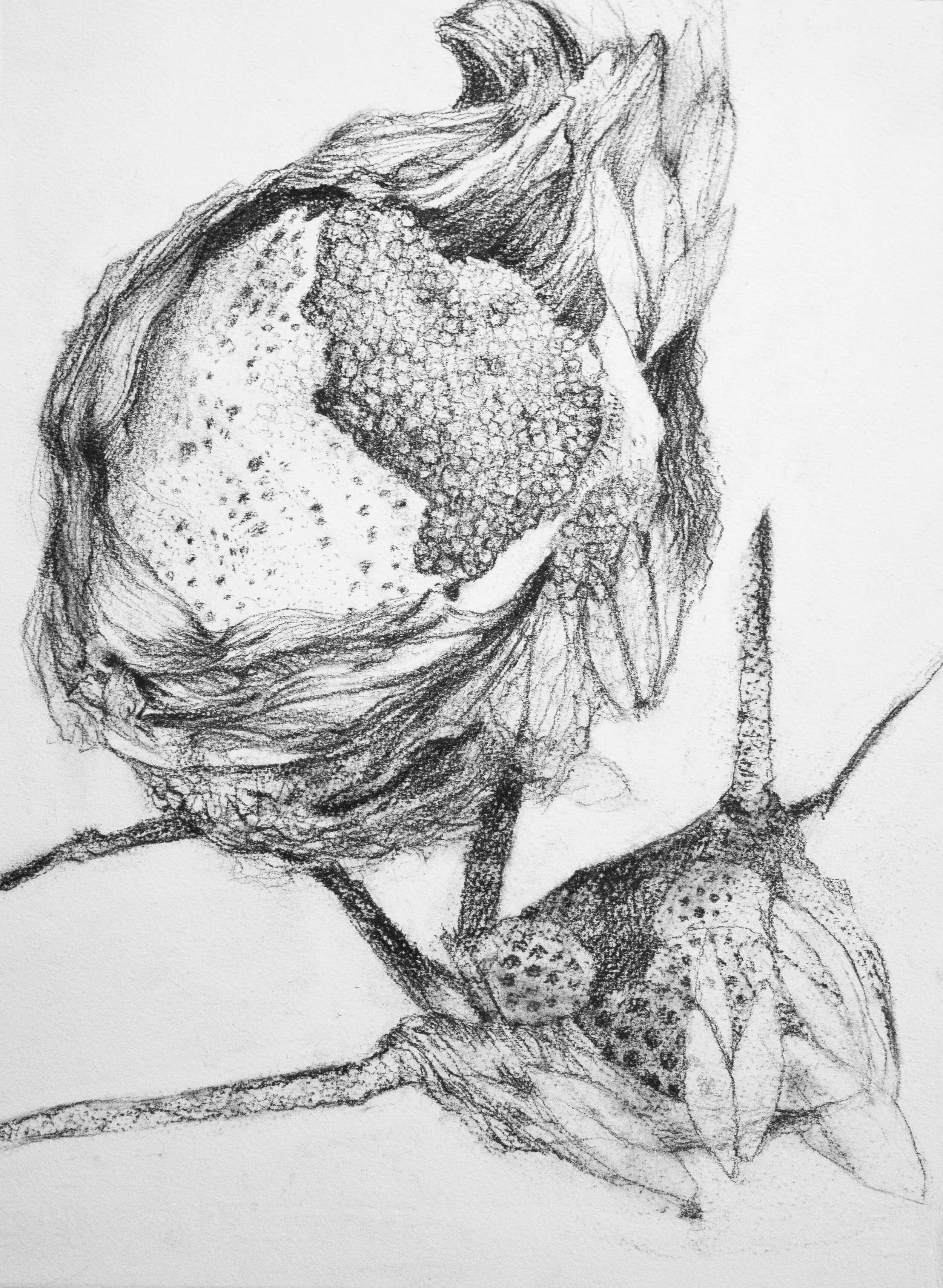   Little Vessel , charcoal on paper, 14.5x ll in, 2020 