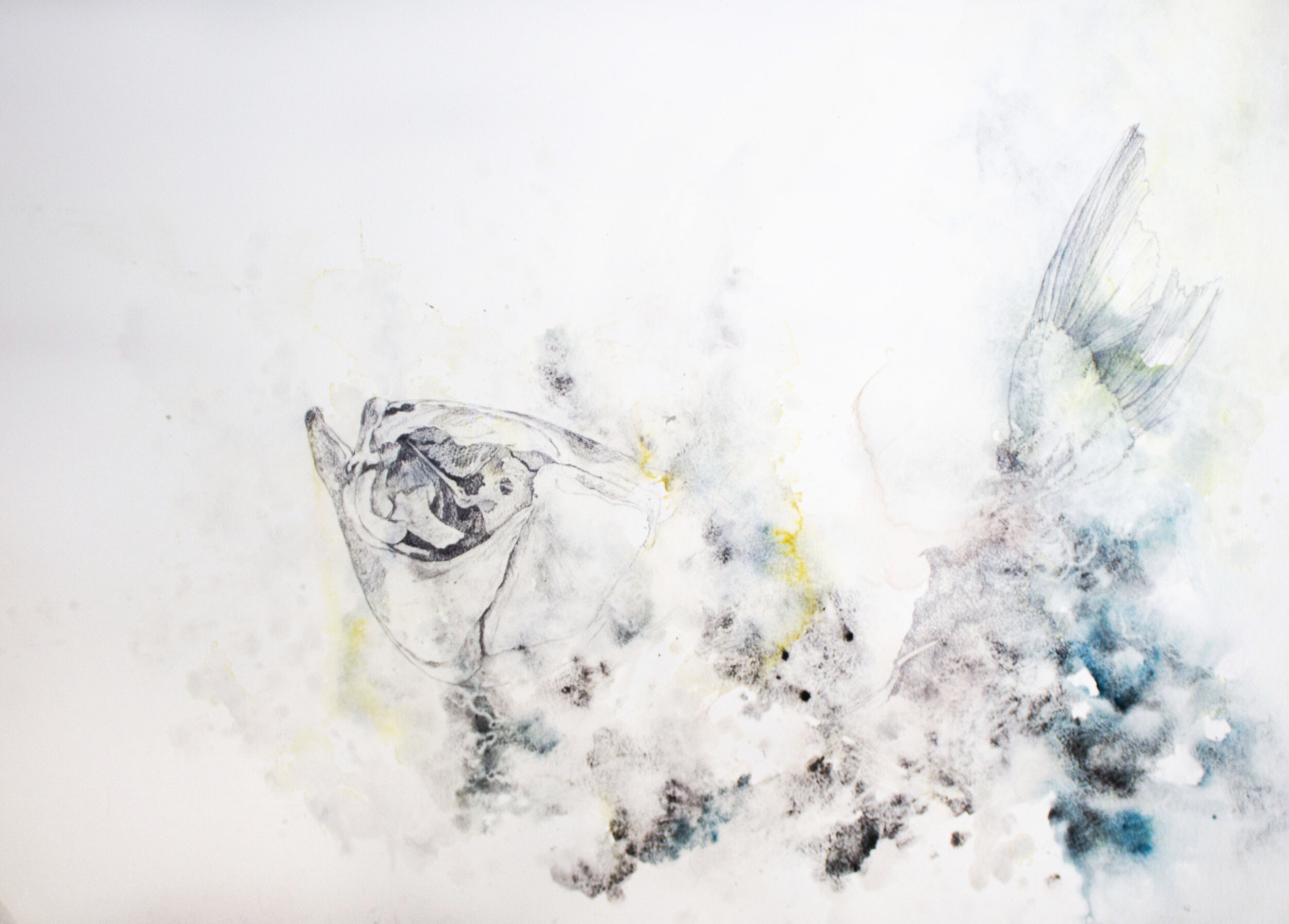   Absolved , water color and graphite on paper, 22x30in., 2020 
