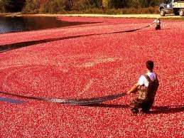 Cran harvest.jpg