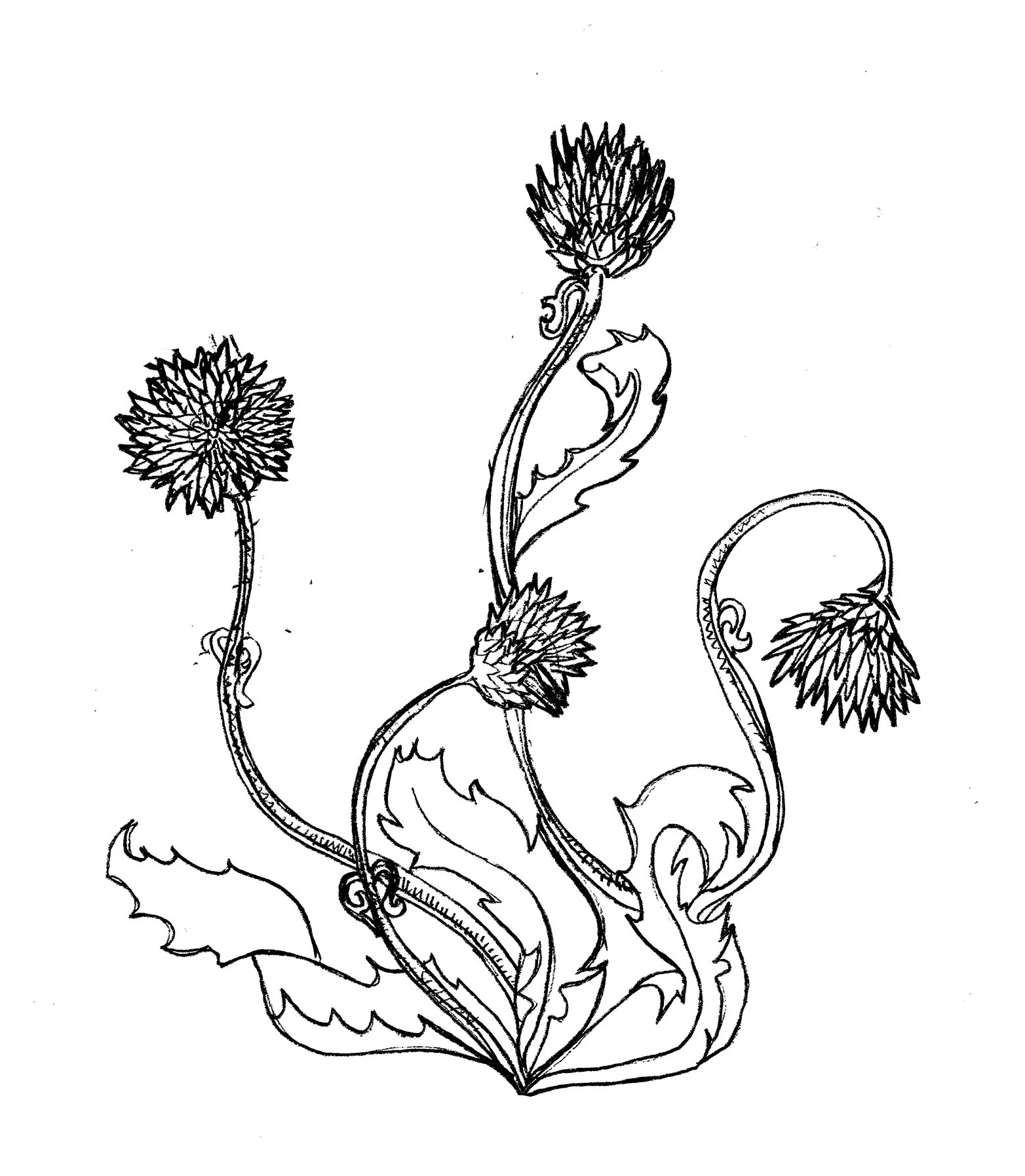 thistle small.jpg