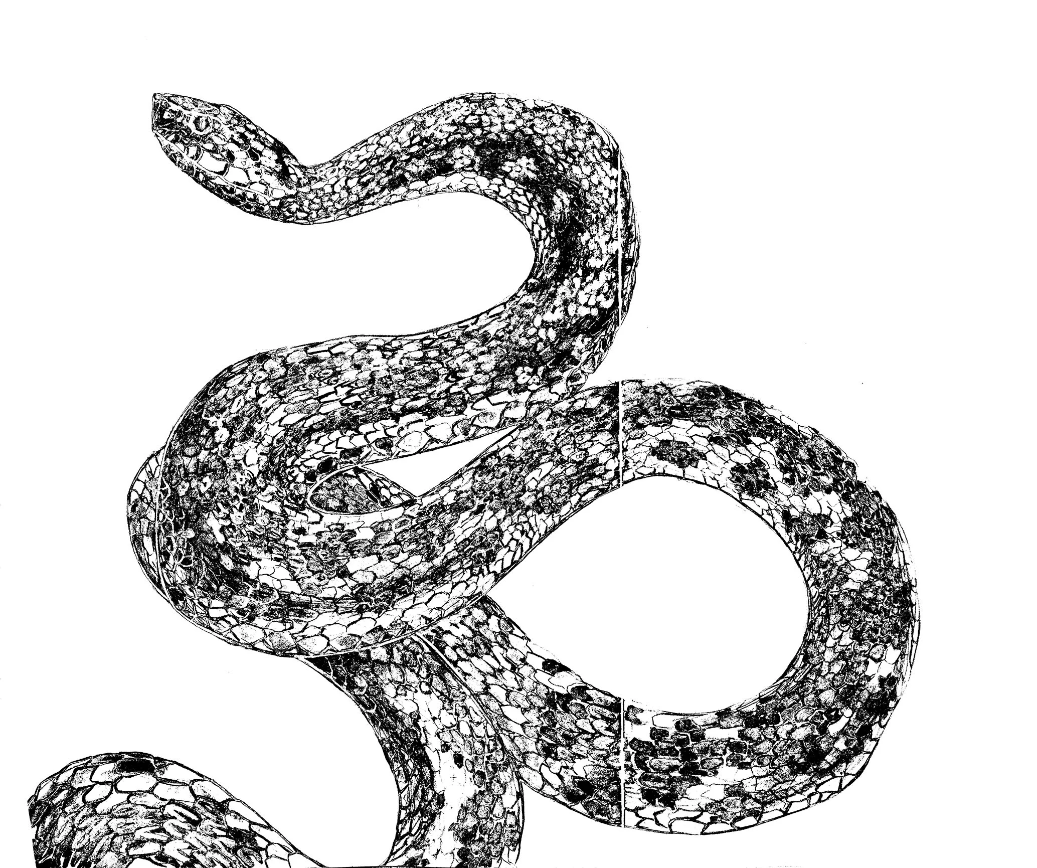 snek bwa small.jpg