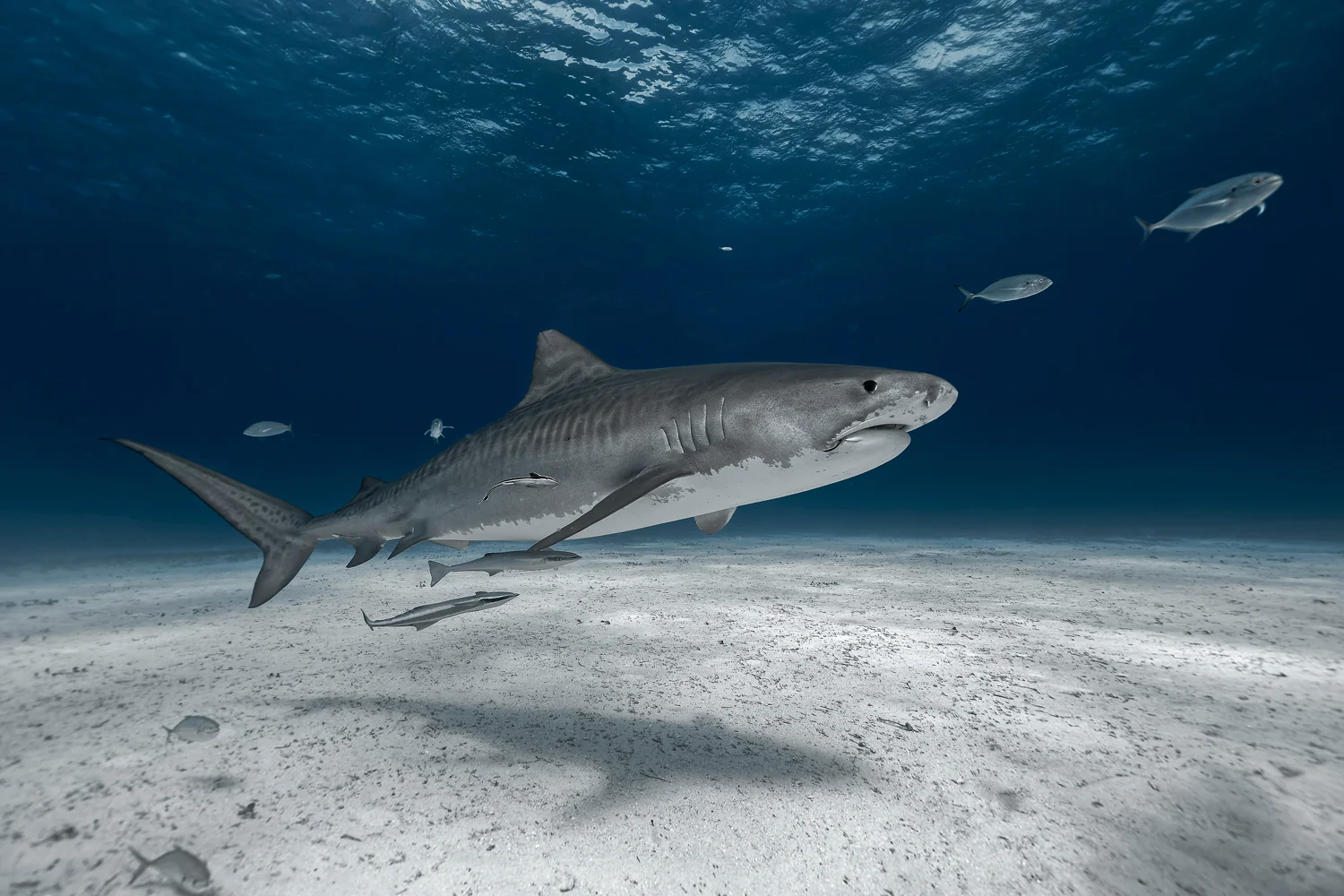 MYNATURE_AP5A7138_FGUERIN.jpg