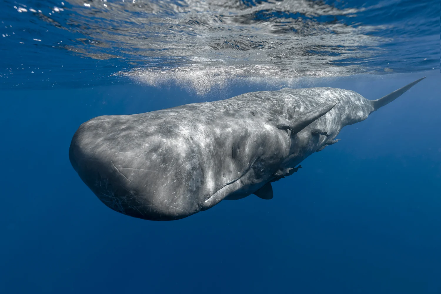 MYNATURE_AP5A6982_FGUERIN.jpg