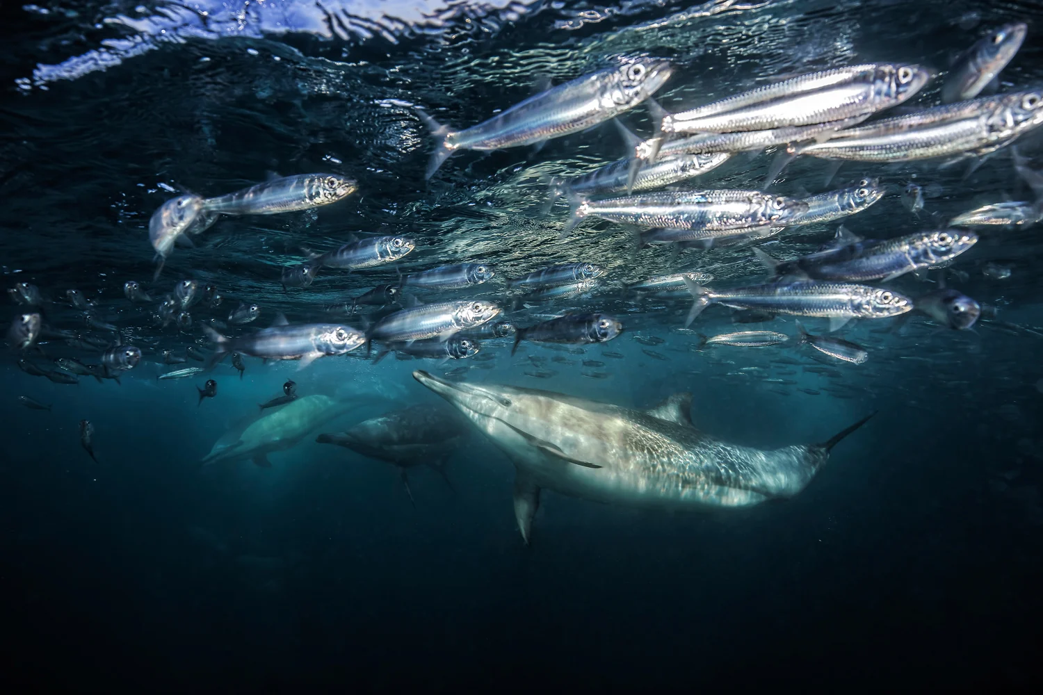 MYNATURE_AP5A8318_FGUERIN.jpg