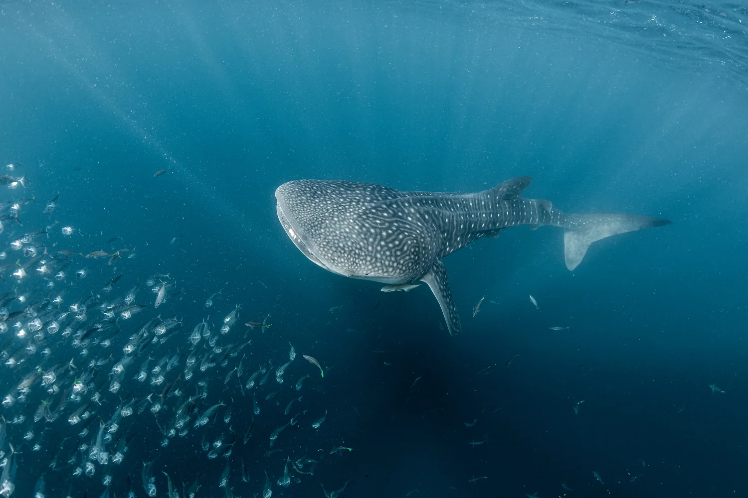 MYNATURE_AP5A8707_FGUERIN.jpg