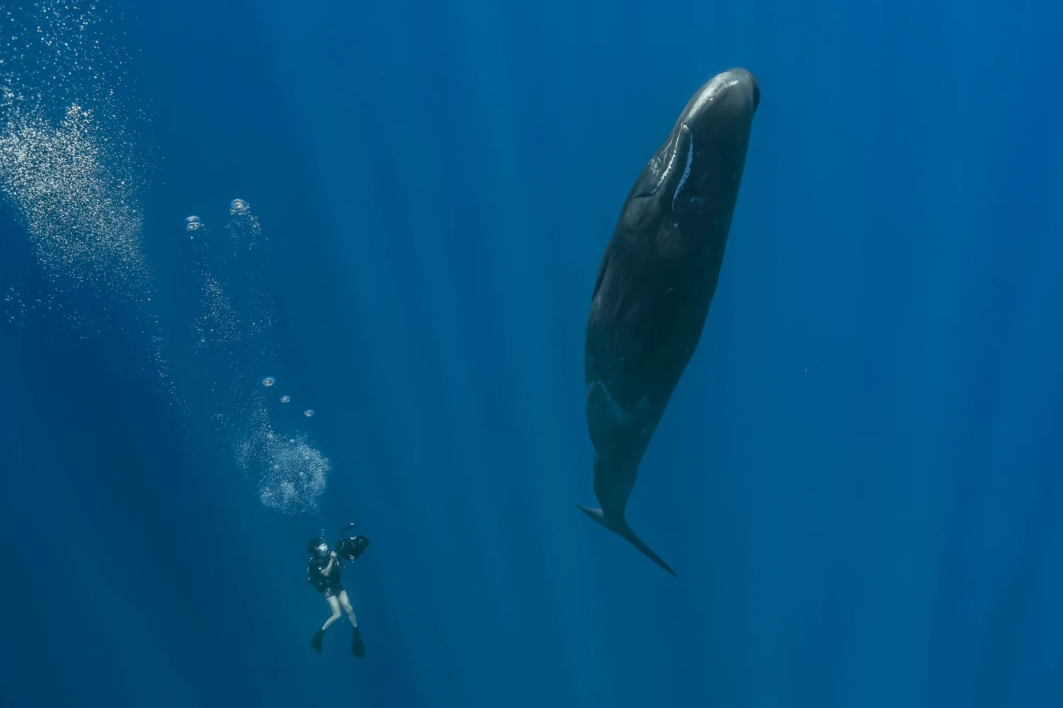 MYNATURE_SPERMWHALE_FGUERIN1.jpg