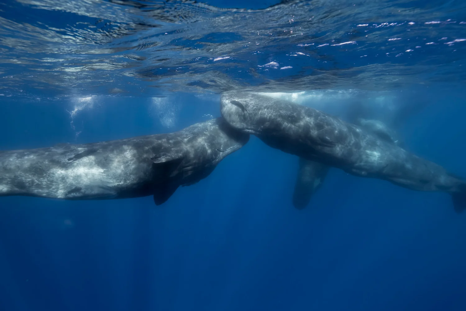 MYNATURE_SPERMWHALE_FGUERIN4.jpg