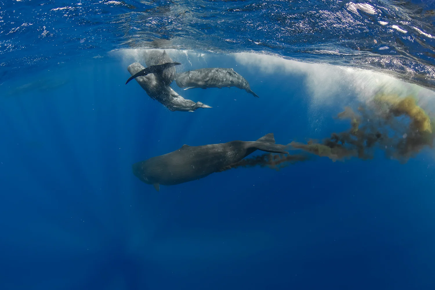 MYNATURE_SPERMWHALE_FGUERIN5.jpg