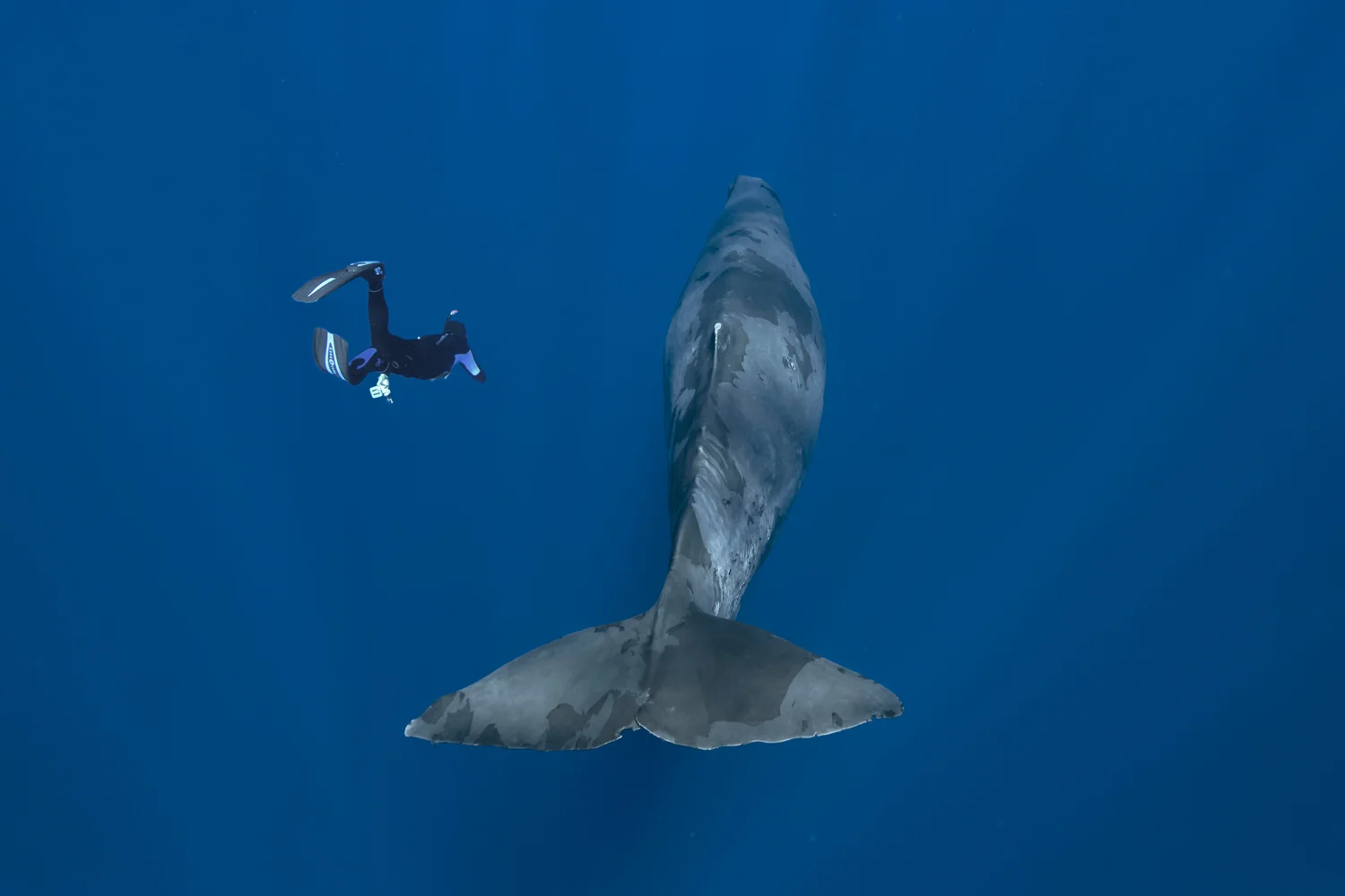 MYNATURE_SPERM WHALE_FGUERIN.jpg