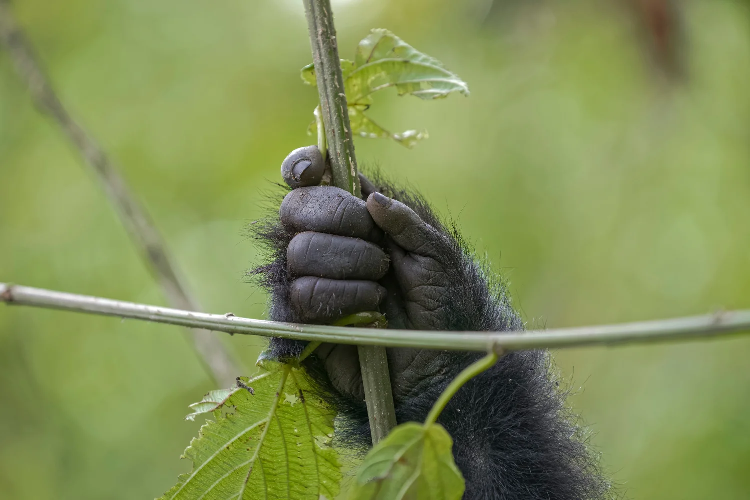 MYNATURE_5J0A1800_FGUERIN.jpg