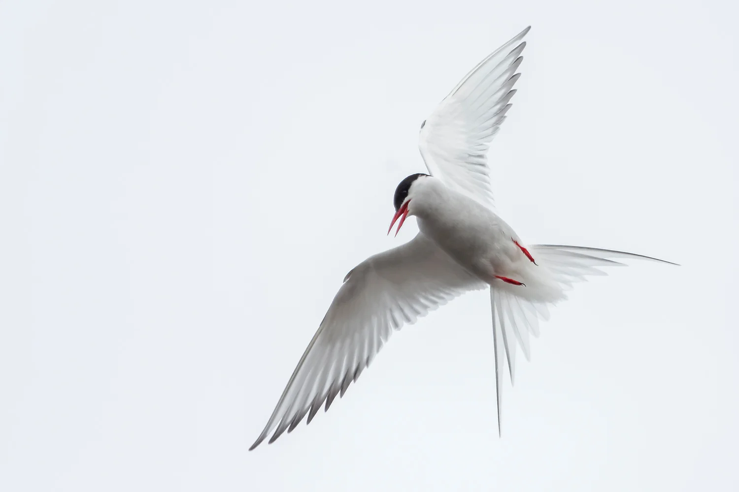 MYNATURE_AP5A0390_FGUERIN.jpg