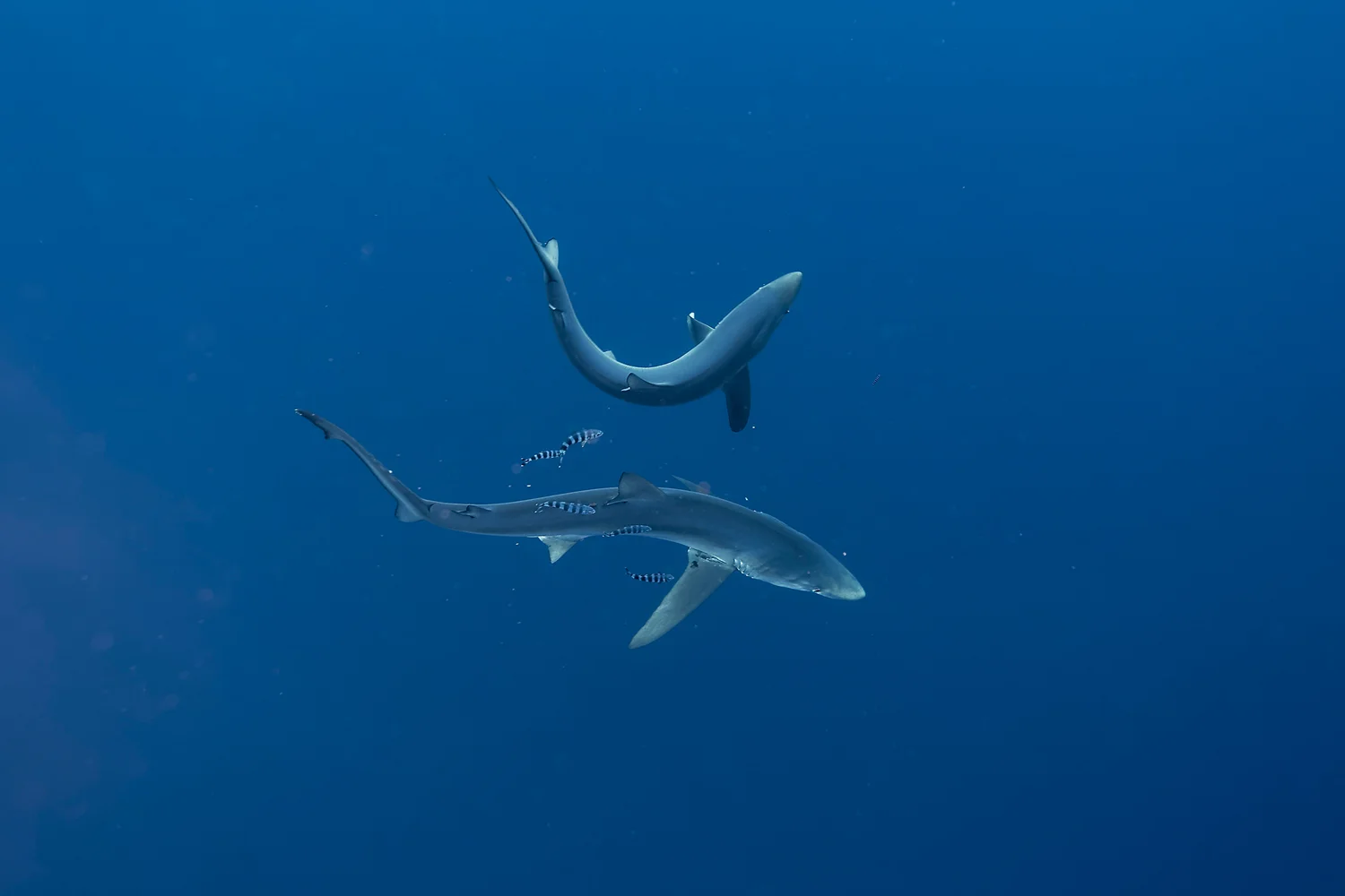 MYNATURE_BLUESHARK_FGUERIN.jpg