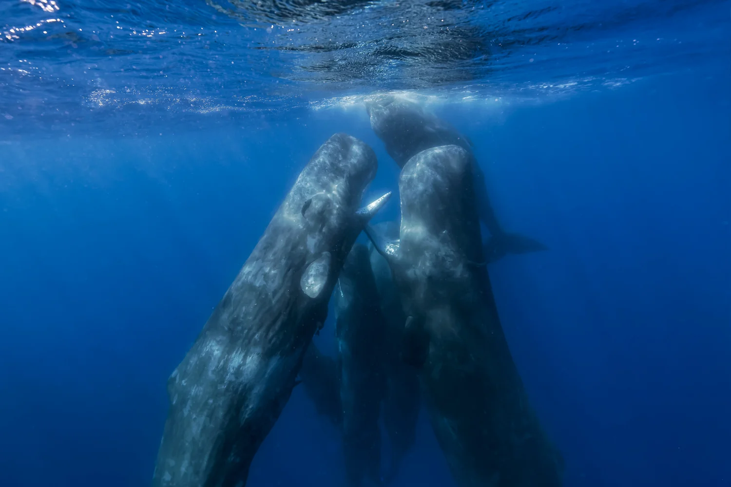 MYNATURE_AP5A0845_FGUERIN.jpg