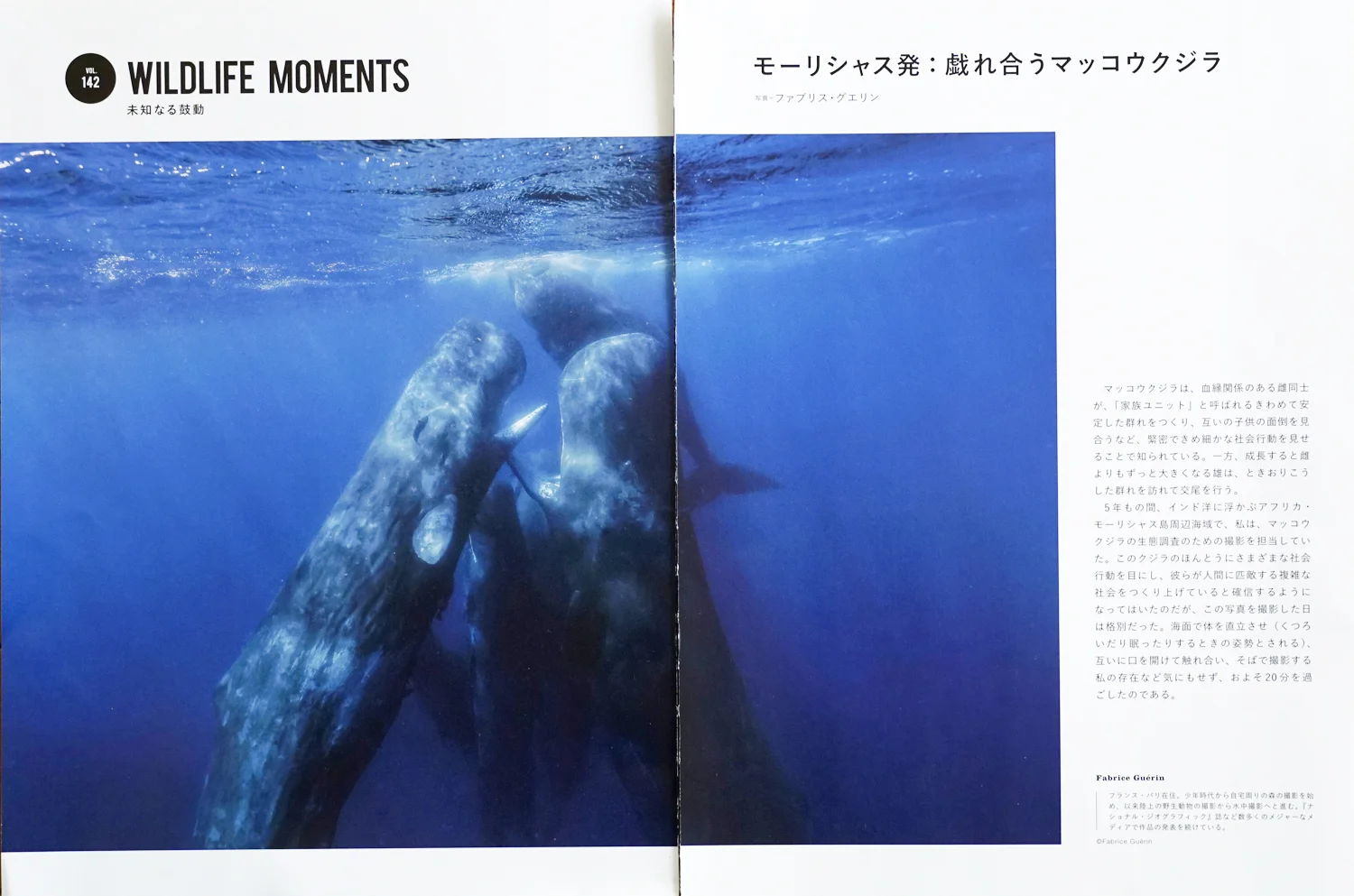 Diver Dec..jpg