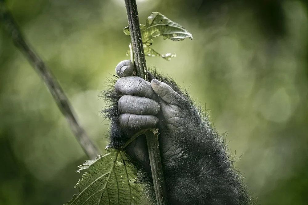 MYNATURE_5J0A1800_2_DEF.jpg