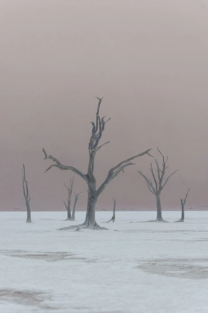MYNATURE_DESERT_FGUERIN5.jpg