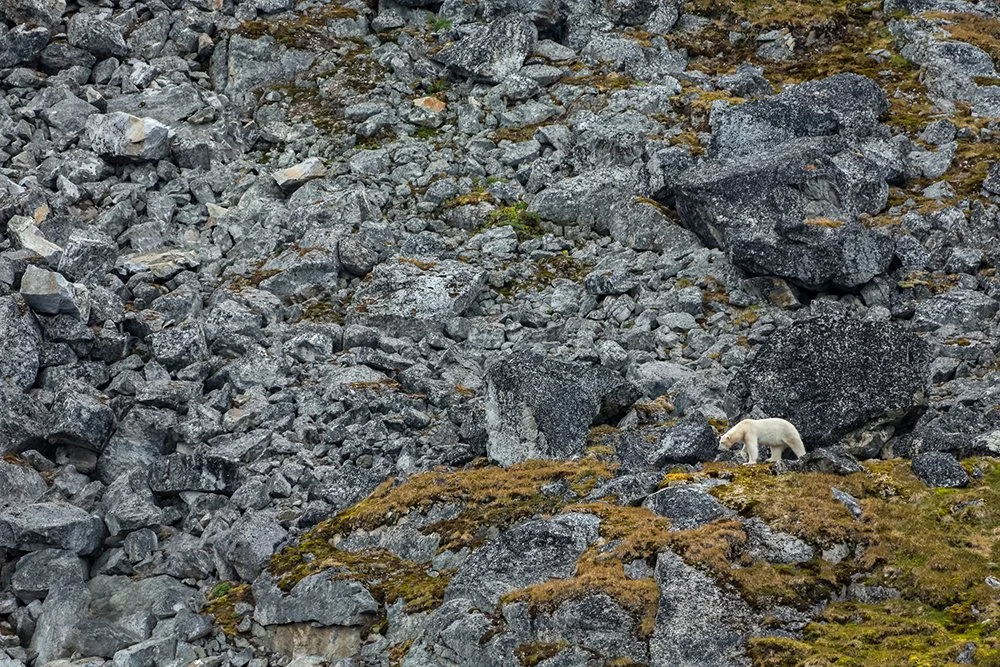 MYNATURE_OURS POLAIRE_POLAR BEAR_AP5A9780_FGUERIN.jpg