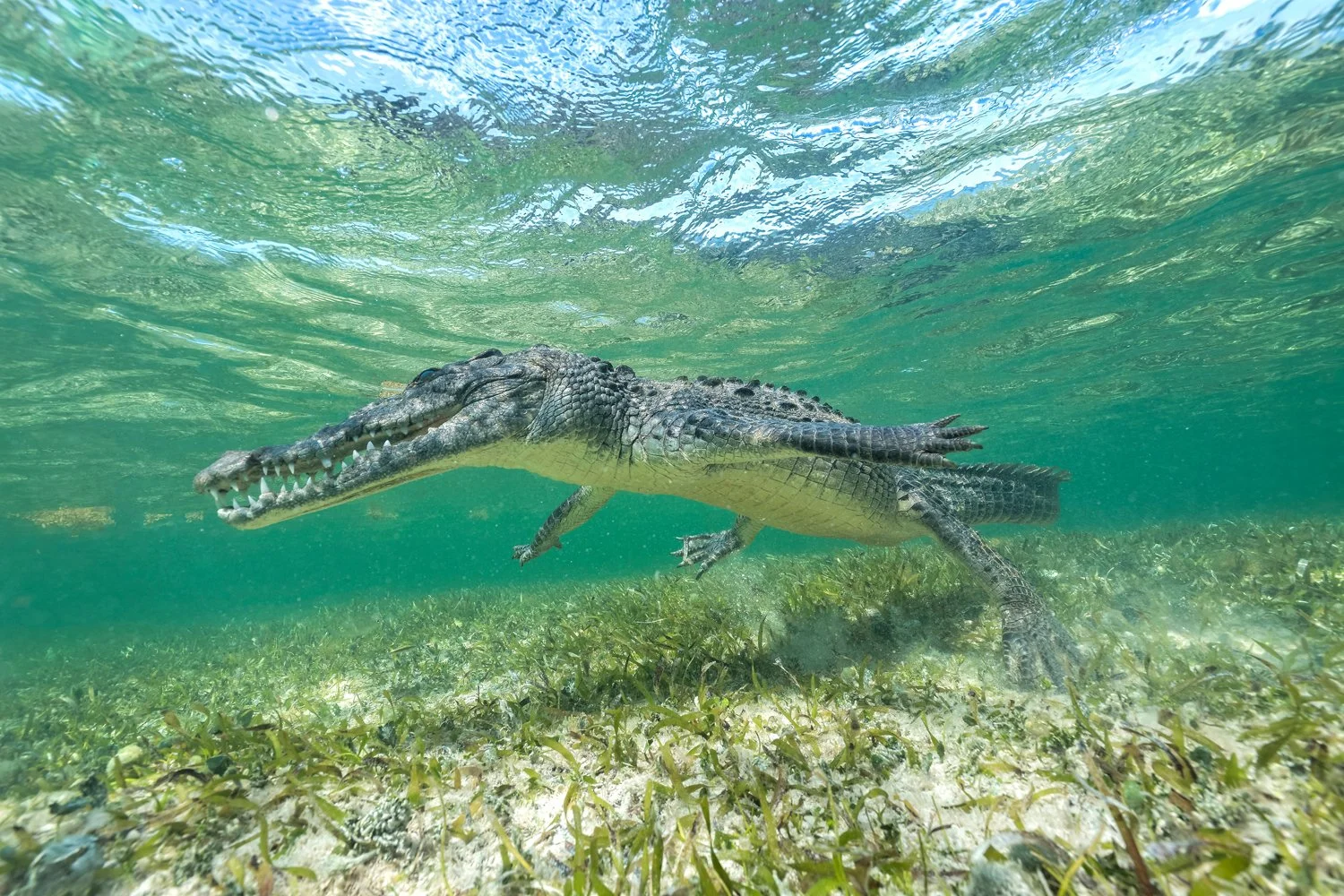 MYNATURE_AP5A4399_FGUERIN.jpg