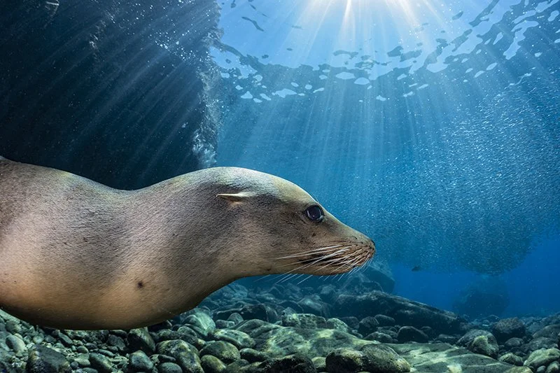 MYNATURE_SEALION_FGUERIN.jpg