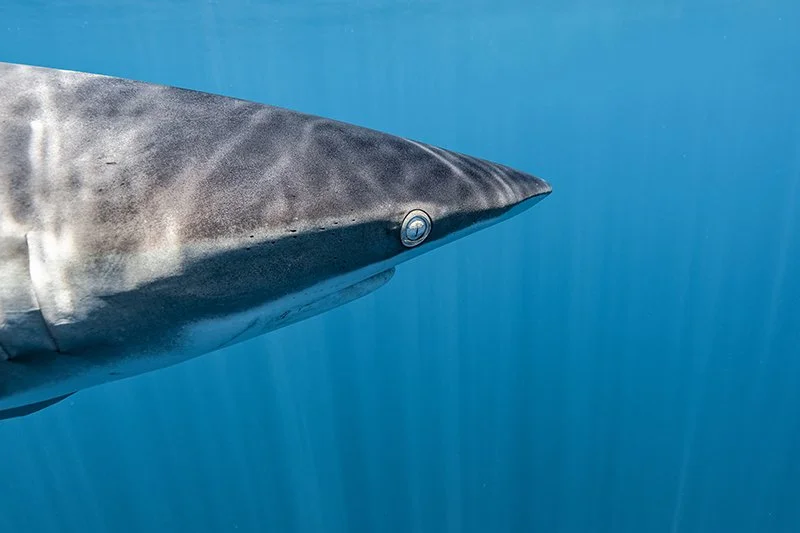 MYNATURE_SHARK_SOYEUX_FGUERIN.jpg
