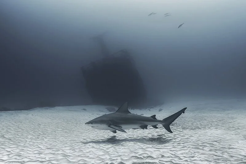 MYNATURE_BULLSHARK_FGUERIN.jpg