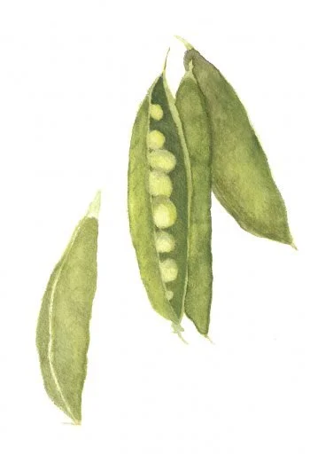 piselli_1.jpg