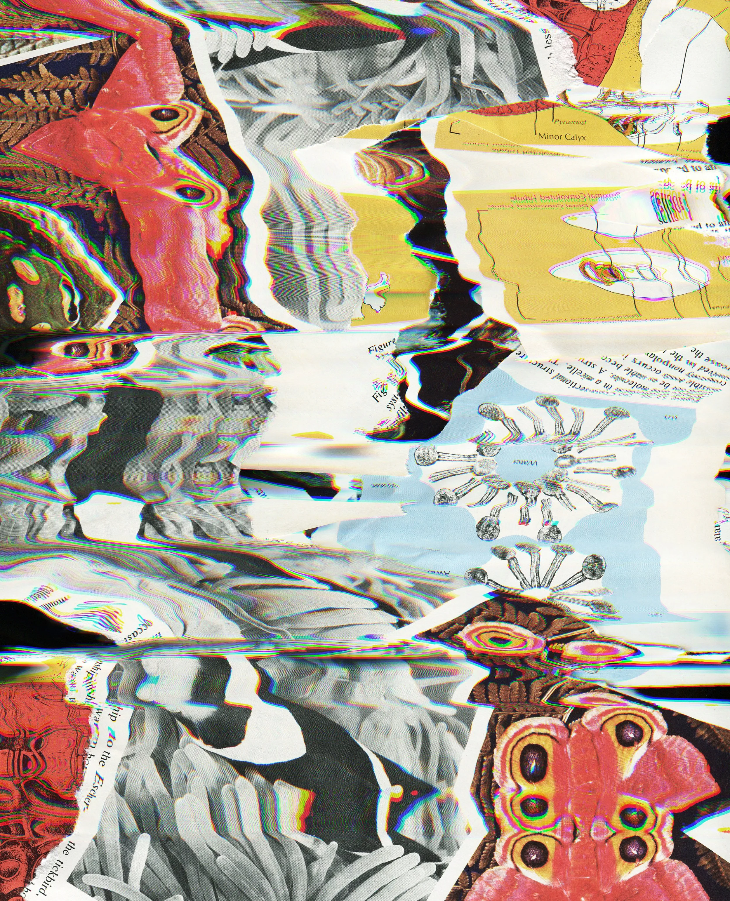 creaturecollage copy.jpg