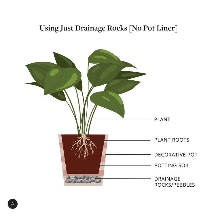 How to [Re]Pot A House Plant | ARISTOS