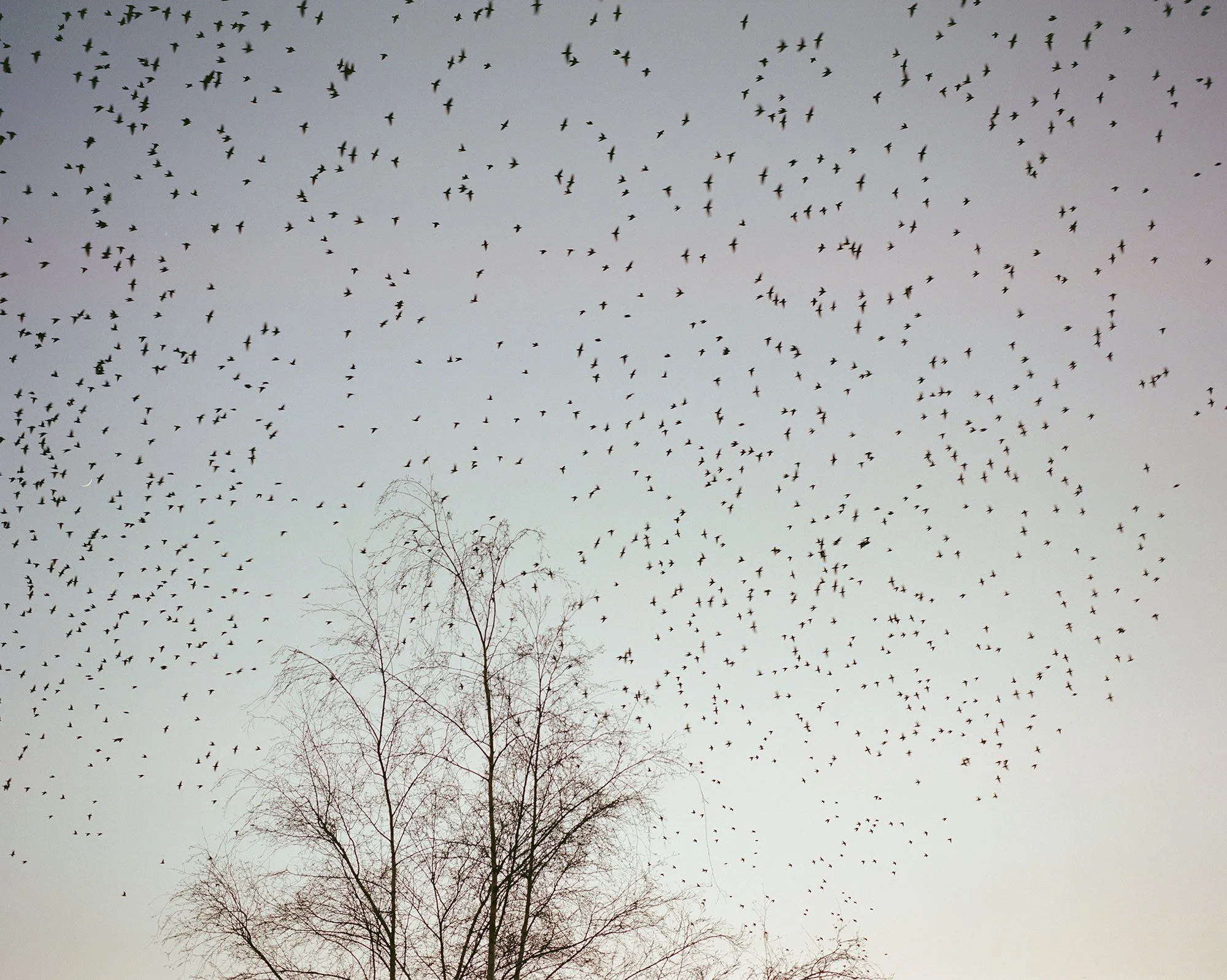 Starlings flying in a murmuration above a leafless tree at dusk.