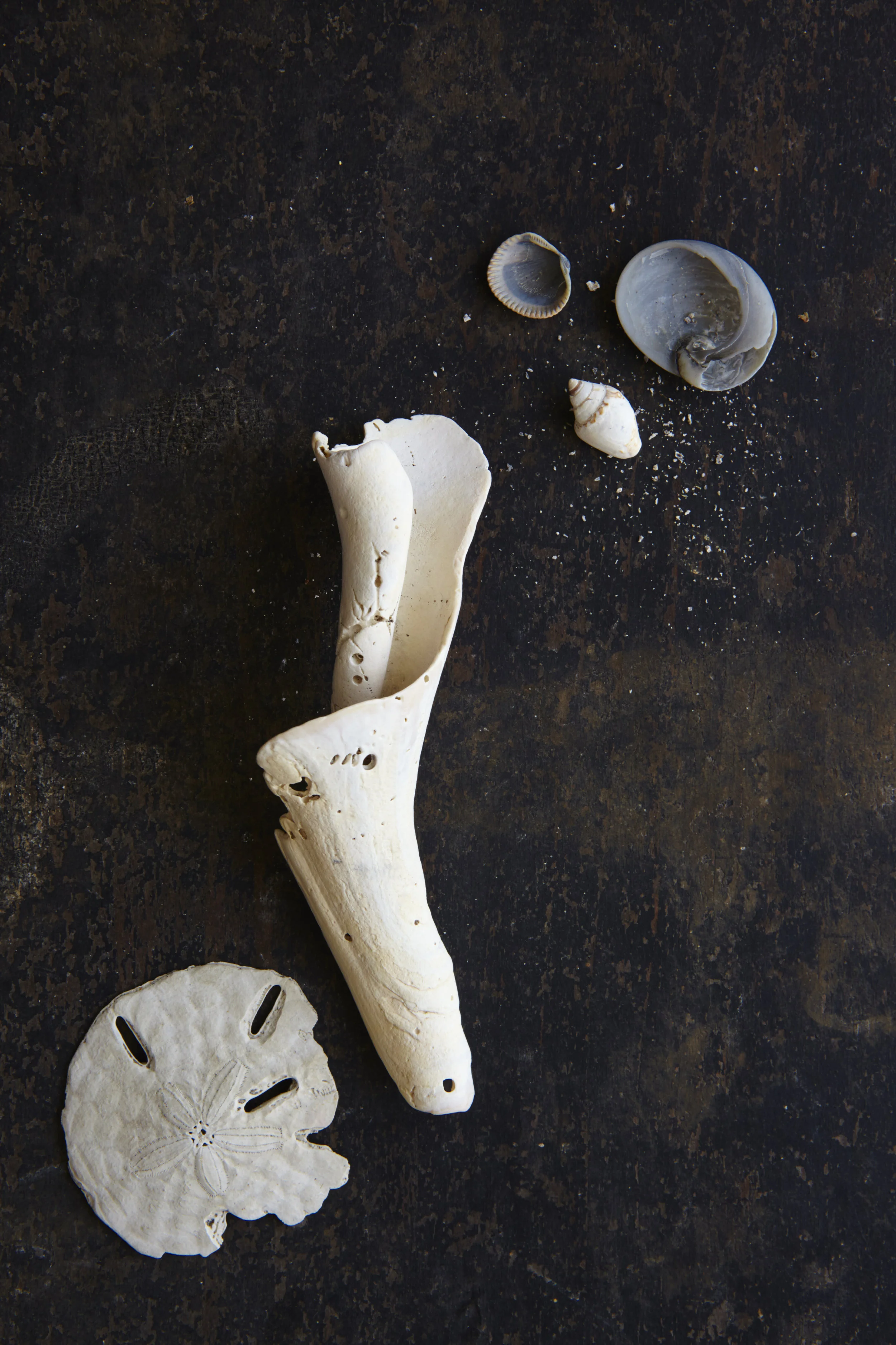 Shells 7-17-1544.jpg