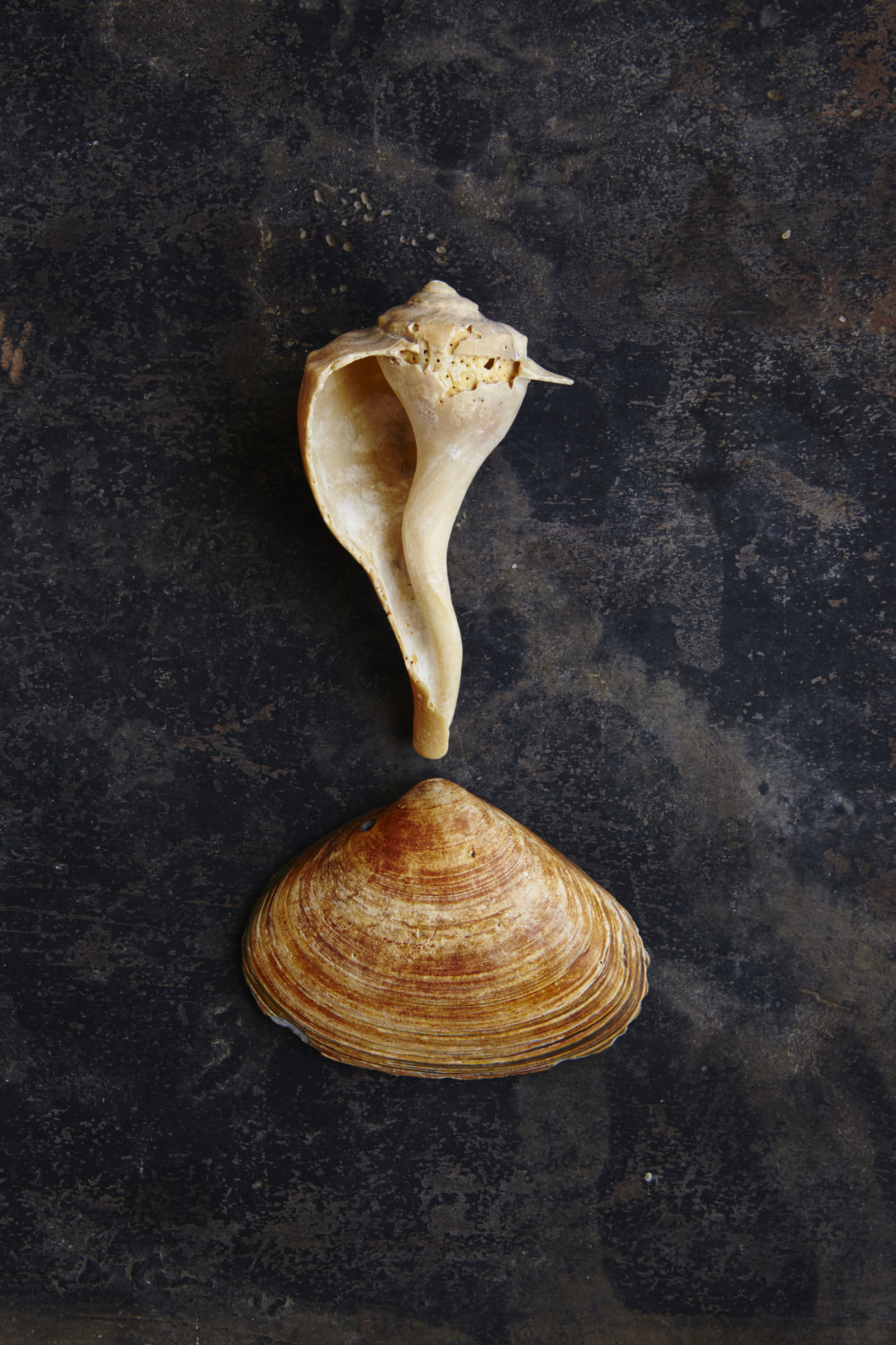 Shells 7-17-15100.jpg