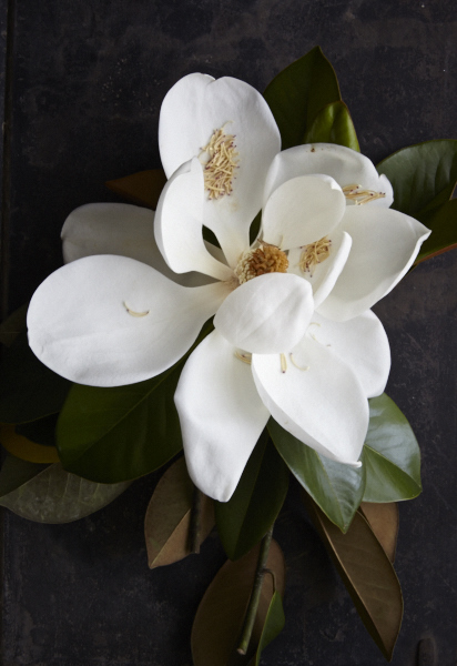 Magnolias12Jun 01 2015©BeckyLuigartStayner.jpg