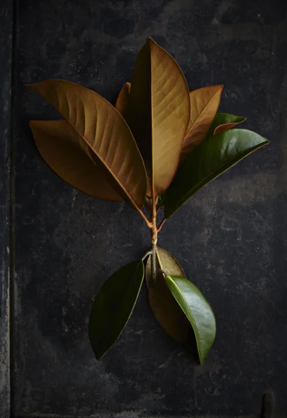 Magnolias40Jun 01 2015©BeckyLuigartStayner.jpg