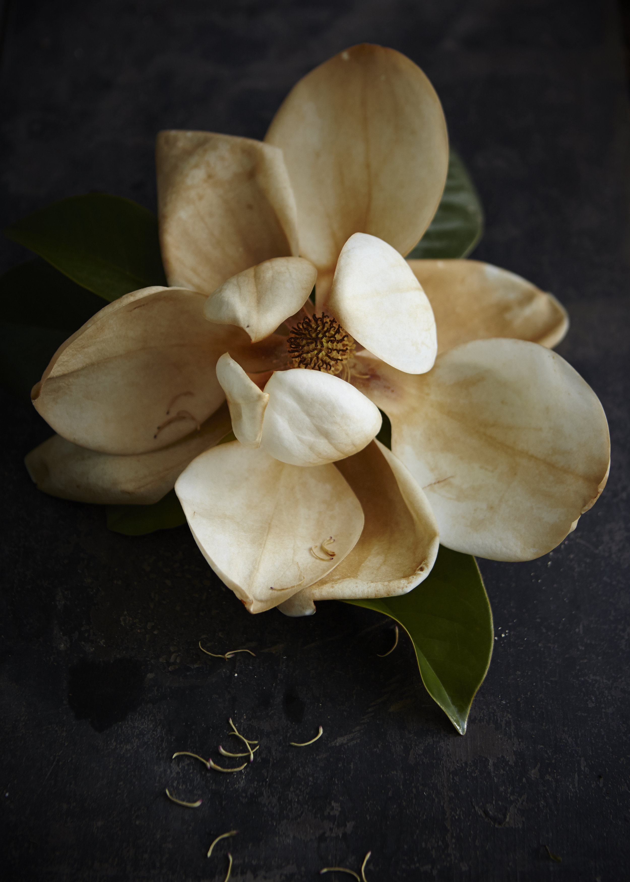 Magnolias119Jun 02 2015©BeckyLuigartStayner.jpg